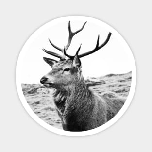 The Highland Stag Magnet